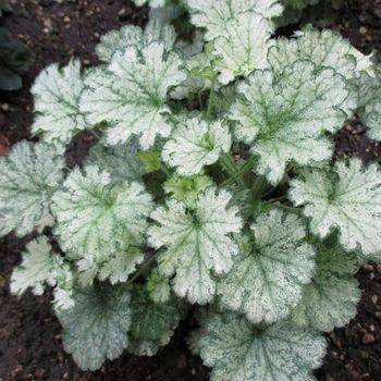 Гейхера Heuchera ‘Frosty Moon’