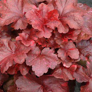 Гейхера Heuchera ‘Galaxy’