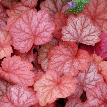 Гейхера Heuchera ‘Georgia peach’