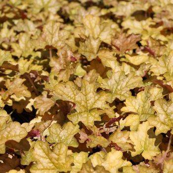 Гейхера Heuchera ‘Ginger Ale’