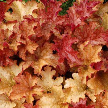 Гейхера Heuchera ‘Ginger Peach’