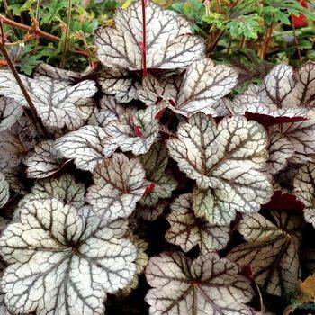 Гейхера Heuchera ‘Glitter’