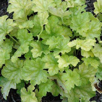 Гейхера Heuchera ‘Limeade’