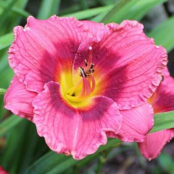 Лилейник Hemerocallis ‘Siloam Jim Cooper’