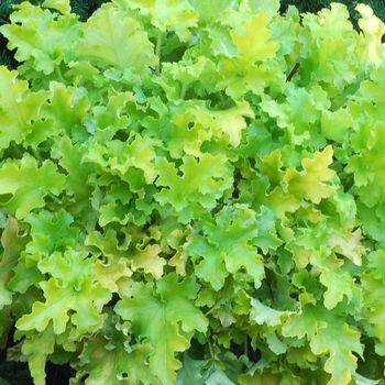 Гейхера Heuchera ‘Lime Marmalade’