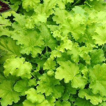 Гейхера Heuchera ‘Lime Rickey’