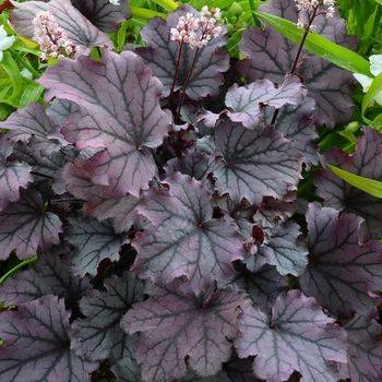 Гейхера Heuchera ‘Little Cutie Sugar Berry’