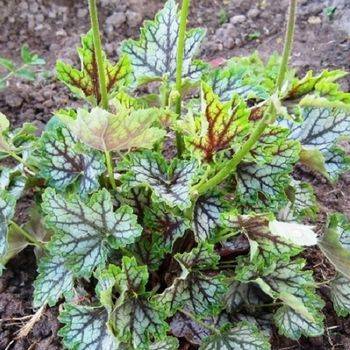 Гейхера Heuchera ‘Magic Color’