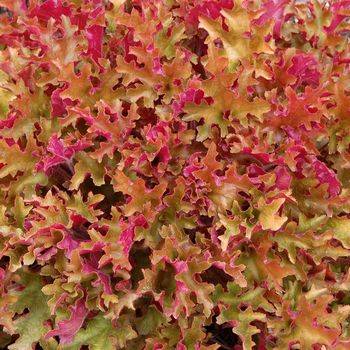 Гейхера Heuchera ‘Marmalade’