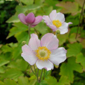 Анемона Anemone tomentosa ‘Robustissima’