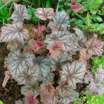 Гейхера Heuchera ‘Mars’