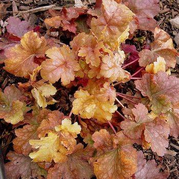 Гейхера Heuchera ‘Midas Touch’