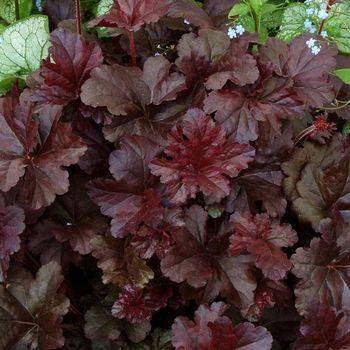 Гейхера Heuchera ‘Obsidian’