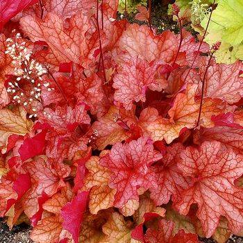 Гейхера Heuchera ‘Paprika’