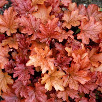 Гейхера Heuchera ‘Peach Flambé’