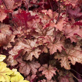 Гейхера Heuchera ‘Peach Parfait’