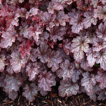 Гейхера Heuchera ‘Plum Pudding’