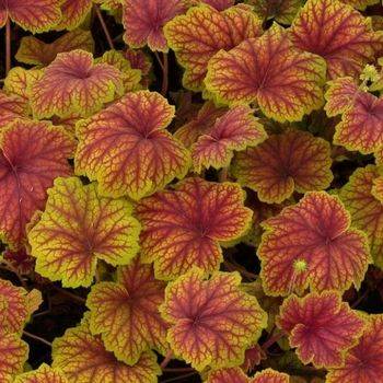 Гейхера Heuchera ‘Red Lightning’