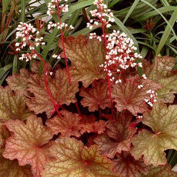 Гейхера Heuchera ‘Rio’