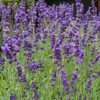 Лаванда Lavandula angustifolia ‘Munstead’