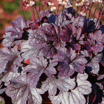 Гейхера Heuchera ‘Shanghai’