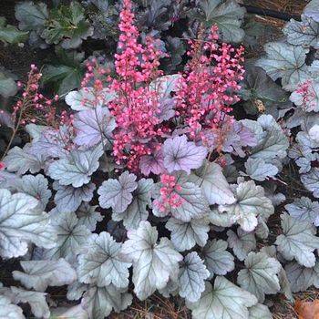 Гейхера Heuchera ‘Silver Gumdrop (new)’