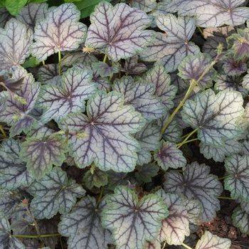 Гейхера Heuchera ‘Venus’