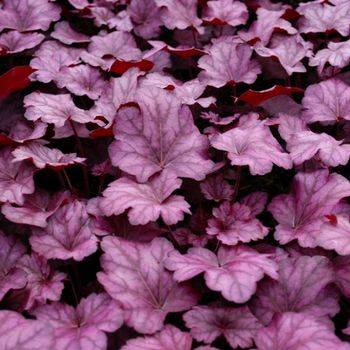 Гейхера Heuchera ‘Wild Rose (new)’