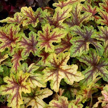 Гейхерелла Heucherella ‘Alabama Sunrise’