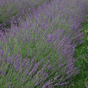 Лаванда Lavandula x intermedia ‘Phenomenal’