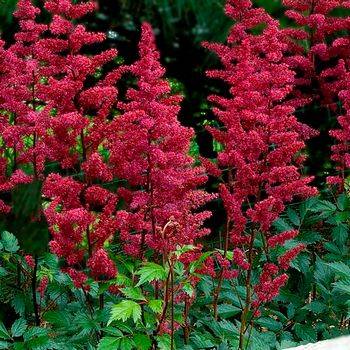 Астильба Astilbe arendsii ‘Burgundy Red’