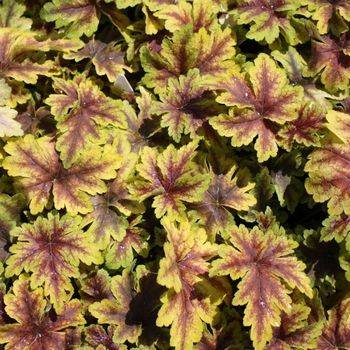 Гейхерелла Heucherella ‘Gold Zebra’