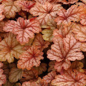 Гейхерелла Heucherella ‘Honey Rose’