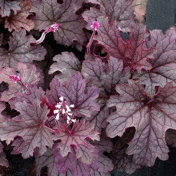 Гейхерелла Heucherella ‘Plum Cascade’