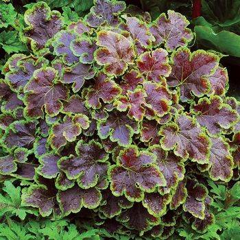 с Heucherella ‘Solar Eclipse’