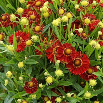 Гелениум Helenium ‘Bandera’