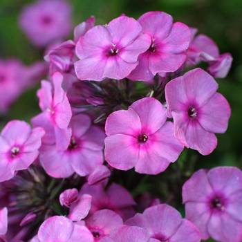 Флокс Phlox paniculata ‘Classic Cassis’