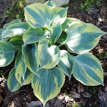 Хоста Hosta ‘Aristocrat’ 