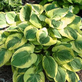 Хоста Hosta ‘Carnival’