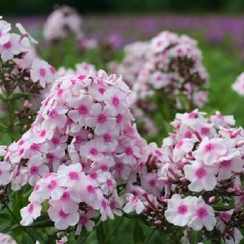 Флокс Phlox paniculata ‘Europa’