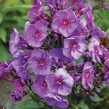 Флокс Phlox paniculata ‘Smokey’