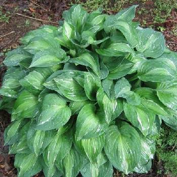 Хоста Hosta ‘Striptease’