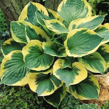 Хоста Hosta ‘Twilight’