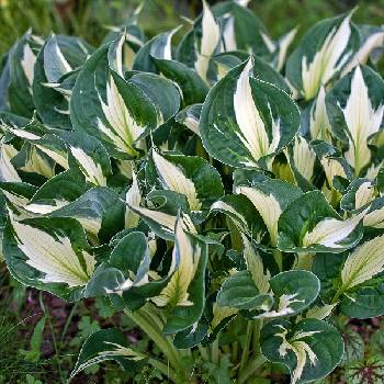 Хоста Hosta ‘Whirlwind’