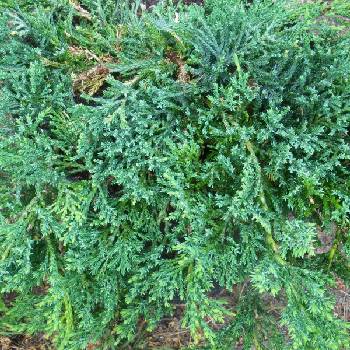 Можжевельник горизонтальный Juniperus horizontalis 'Glauca'