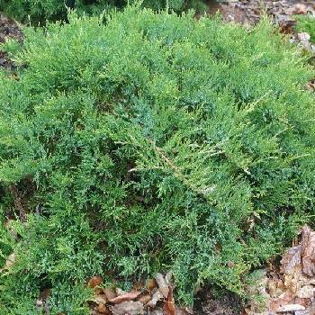 Можжевельник казацкий Juniperus sabina 'Broadmoor'