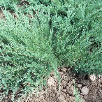 Можжевельник казацкий Juniperus sabina 'Glauca'