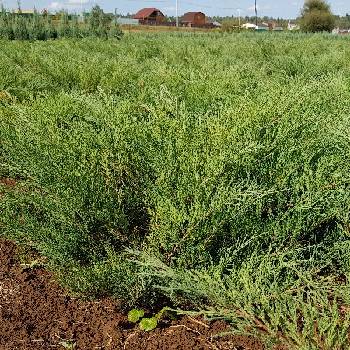 Можжевельник казацкий Juniperus sabina 'Mas'