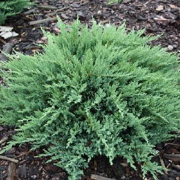 Можжевельник казацкий Juniperus sabina 'Tamariscifolia'