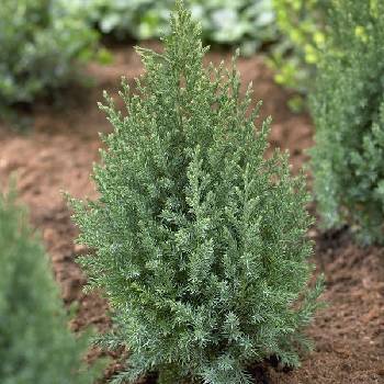 Можжевельник китайский Juniperus chinensis 'Stricta'